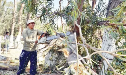 ¿CORTAR UN ÁRBOL EN SANTA CRUZ PUEDE COSTARLE BS 13.200? ESTO DICE LA LEY