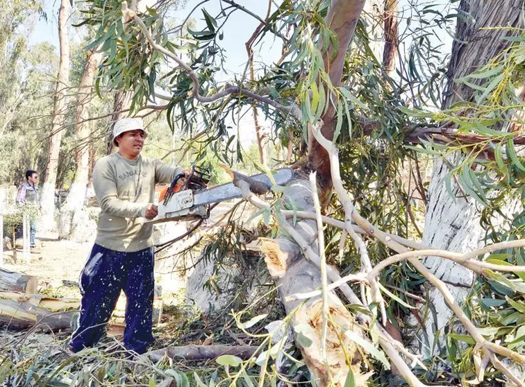 ¿CORTAR UN ÁRBOL EN SANTA CRUZ PUEDE COSTARLE BS 13.200? ESTO DICE LA LEY