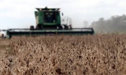 ANAPO ALERTA POR FALTA DE COMBUSTIBLE PARA LA COSECHA DE INVIERNO EN SANTA CRUZ