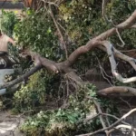 ALCALDÍA REPORTA 11 EMERGENCIAS ATENDIDAS POR VIENTOS EN SANTA CRUZ