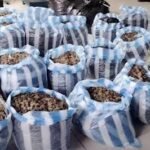 FISCAL TERMINA APREHENDIDO TRAS DEJAR LIBRE A ACUSADO CON 542 KILOS DE MARIHUANA