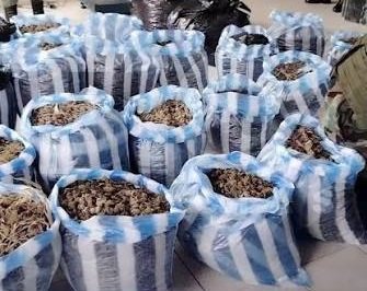 FISCAL TERMINA APREHENDIDO TRAS DEJAR LIBRE A ACUSADO CON 542 KILOS DE MARIHUANA