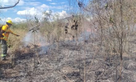 BOMBEROS FRENAN INCENDIO FORESTAL EN PUERTO SUÁREZ