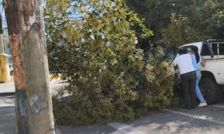 ALCALDÍA REPORTA ATENCIÓN DE EMERGENCIAS TRAS EL PASO DE FUERTES VIENTOS