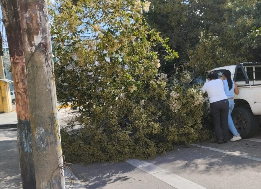 ALCALDÍA REPORTA ATENCIÓN DE EMERGENCIAS TRAS EL PASO DE FUERTES VIENTOS