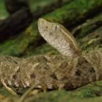 BOLIVIA ALBERGA MÁS DE 170 ESPECIES DE SERPIENTES; LA MAYORÍA SON INOFENSIVAS