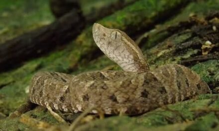 BOLIVIA ALBERGA MÁS DE 170 ESPECIES DE SERPIENTES; LA MAYORÍA SON INOFENSIVAS