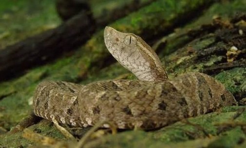 BOLIVIA ALBERGA MÁS DE 170 ESPECIES DE SERPIENTES; LA MAYORÍA SON INOFENSIVAS