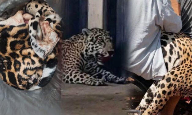 MINISTERIO PÚBLICO INVESTIGA EL BIOCIDIO DE UN JAGUAR Y EL PORTE ILÍCITO DE ARMAS EN GUAYARAMERÍN