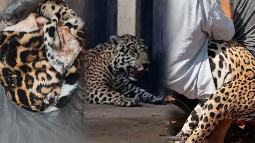 MINISTERIO PÚBLICO INVESTIGA EL BIOCIDIO DE UN JAGUAR Y EL PORTE ILÍCITO DE ARMAS EN GUAYARAMERÍN