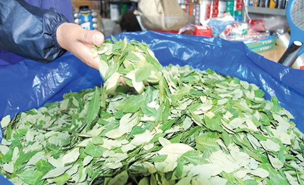 SANTA CRUZ, ENTRE EL MAYOR MERCADO DE COCA Y LA DOBLE MORAL