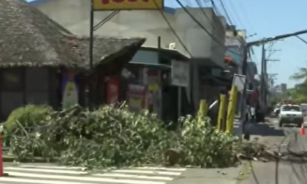 VIENTO DE MÁS DE 90 KM/H PROVOCA CAÍDA DE PALMERA Y POSTES EN SANTA CRUZ