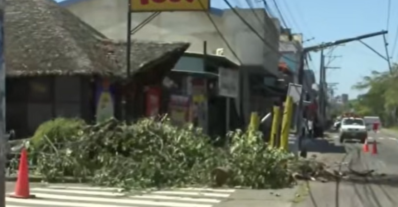 VIENTO DE MÁS DE 90 KM/H PROVOCA CAÍDA DE PALMERA Y POSTES EN SANTA CRUZ