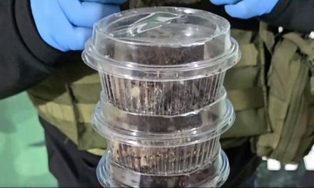 MENOR DE EDAD ES APREHENDIDA POR PRESUNTA VENTA DE BROWNIES CON MARIHUANA EN SANTA CRUZ