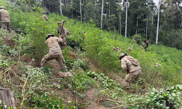 EEUU OBSERVA A BOLIVIA POR AUMENTO DE CULTIVOS DE COCA Y CORRUPCIÓN