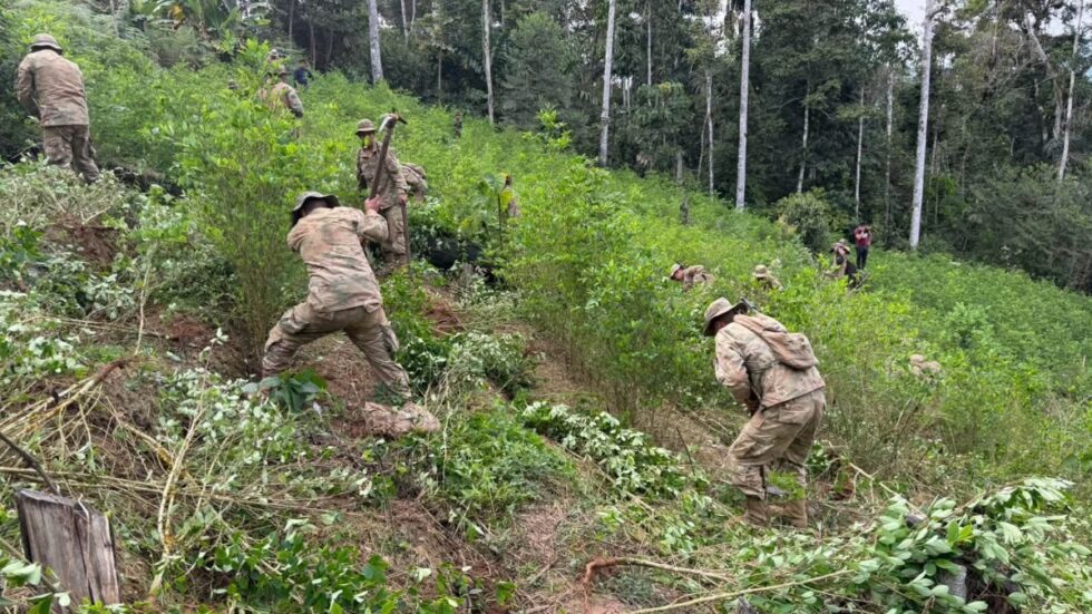 EEUU OBSERVA A BOLIVIA POR AUMENTO DE CULTIVOS DE COCA Y CORRUPCIÓN